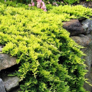 голден карпет